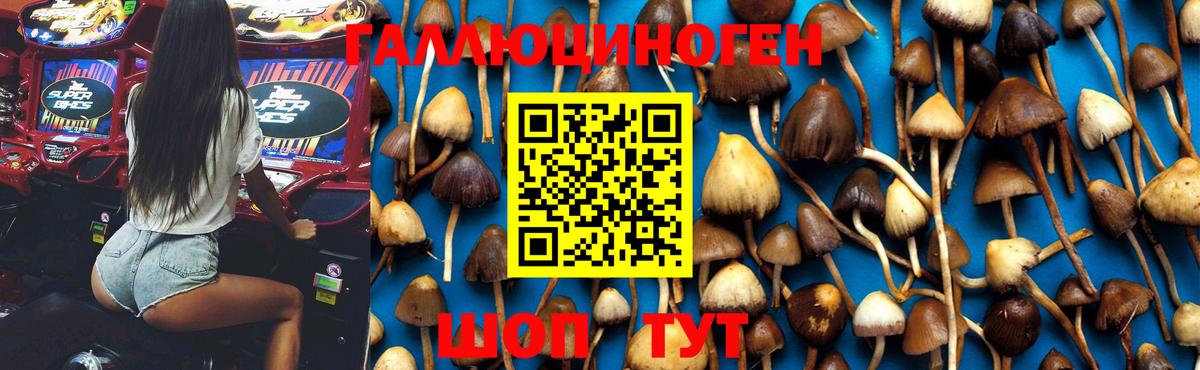 Псилоцибиновые грибы Cubensis Губкин